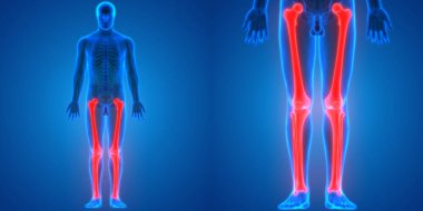 İnsan İskelet Sistemi Kemik Eklemleri Anatomisinin 3B Görünümü