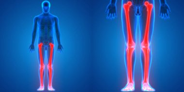 İnsan İskelet Sistemi Kemik Eklemleri Anatomisinin 3B Görünümü