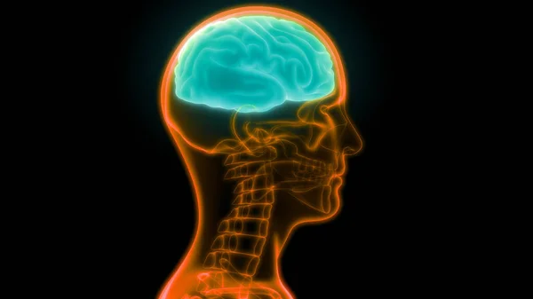 Centrala Organ Människans Nervsystem Hjärnanatomi — Stockfoto