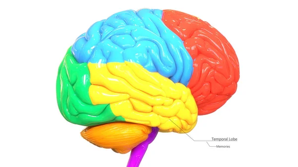 Ilustração Órgão Central Sistema Nervoso Humano Anatomia Dos Lobos Cerebrais — Fotografia de Stock