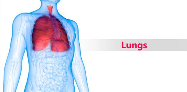 Ilustración Anatomía Del Sistema Respiratorio Humano — Foto de Stock