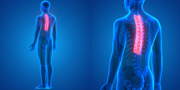 3D Illustration of Human Spinal Cord illness