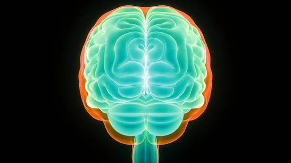 Illustrazione Dell Organo Centrale Dell Anatomia Delle Lobi Cerebrali Del — Foto Stock