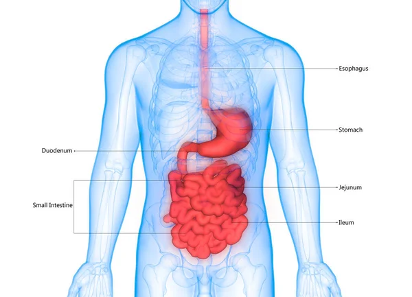 Nsan Organı Sindirim Sistemi Anatomisi — Stok fotoğraf