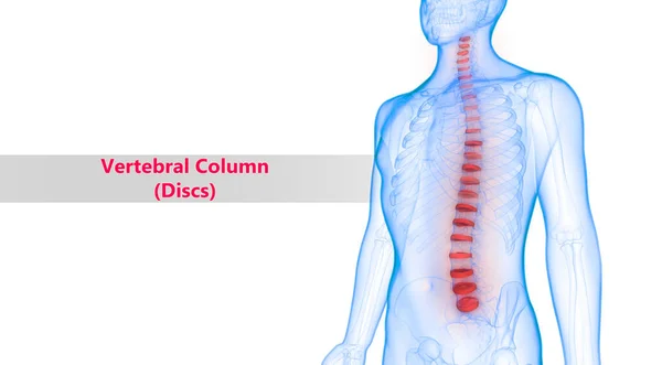 Ilustración Columna Vertebral Anatomía Del Sistema Esquelético Humano — Foto de Stock