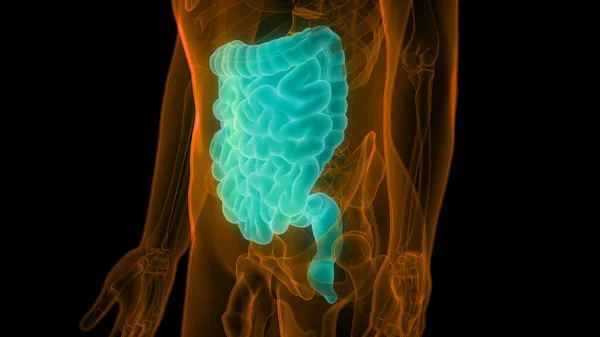 3D Illustration of Large and Small Intestine