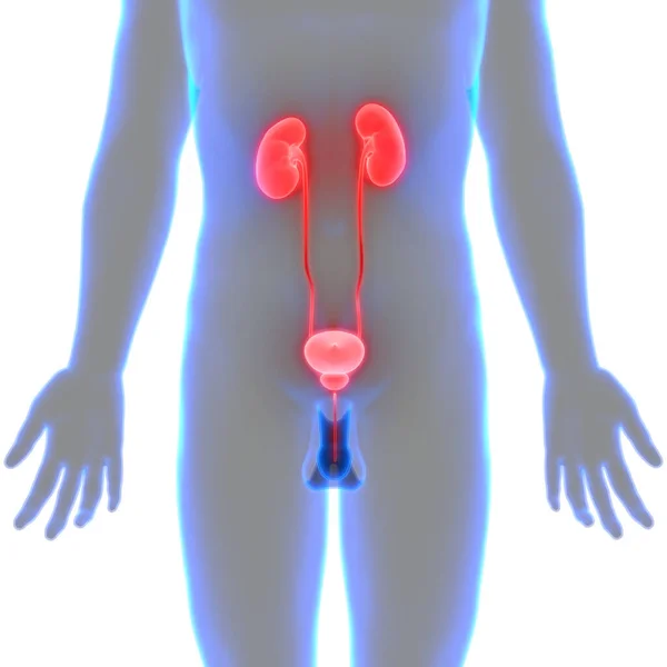 Illustration Der Nieren Des Menschlichen Organsystems Anatomie Banner — Stockfoto