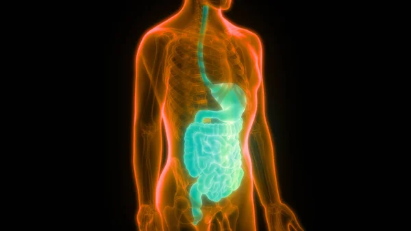 Illustrazione Dell Anatomia Del Sistema Digestivo Umano — Foto Stock