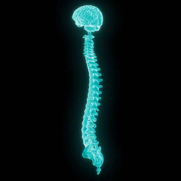 Illustrazione Del Cervello Umano Con Midollo Spinale — Foto Stock