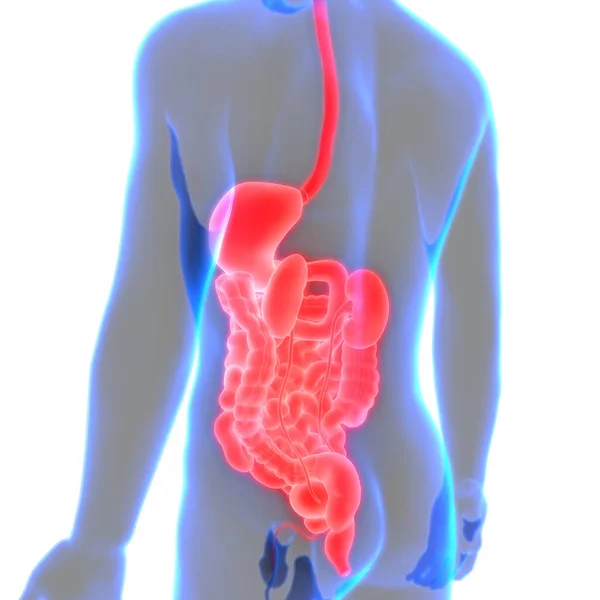 Nsan Organı Sindirim Sistemi Anatomisi — Stok fotoğraf