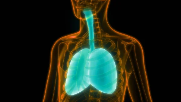 Ilustración Los Órganos Del Cuerpo Humano Anatomía Los Pulmones —  Fotos de Stock