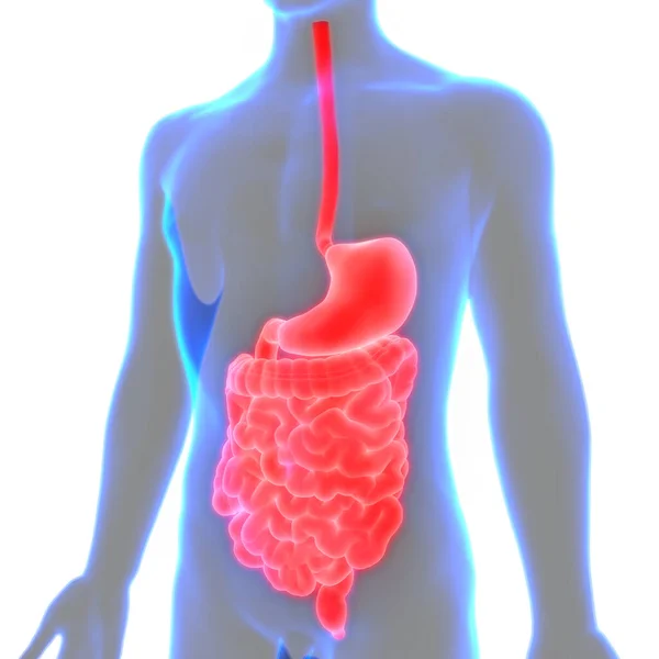 Nsan Organı Sindirim Sistemi Anatomisi — Stok fotoğraf