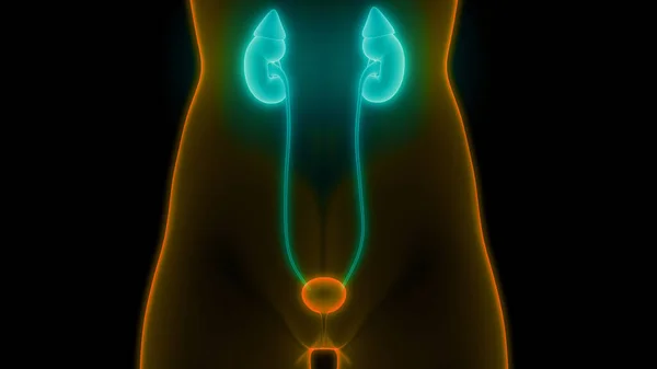 腎臓の3Dイラスト 人間の臓器系解剖学バナー — ストック写真