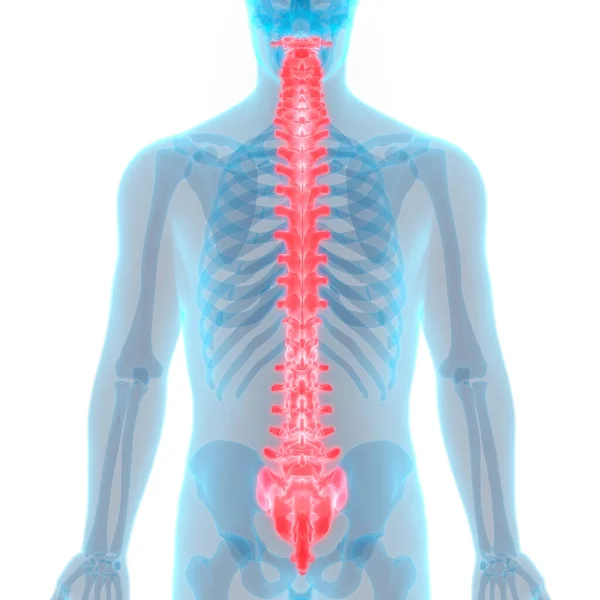 Иллюстрация Спинного Мозга Человека — стоковое фото