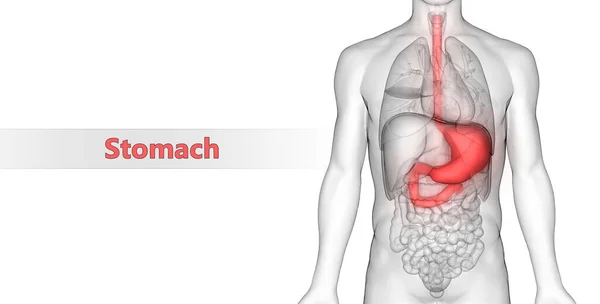 Illustration Människans Inre Organ Matsmältningssystemet Anatomi — Stockfoto