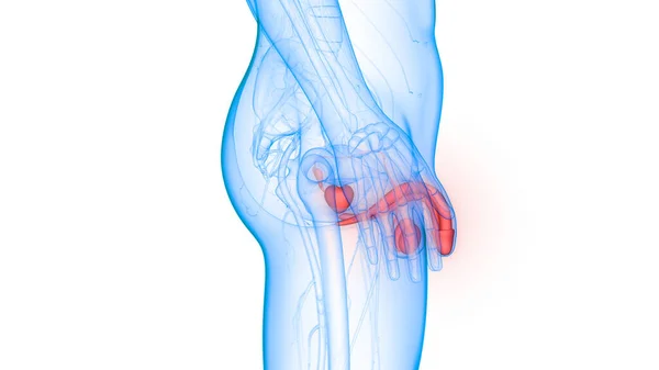 Illustrazione Dell Anatomia Del Sistema Riproduttivo Maschile — Foto Stock