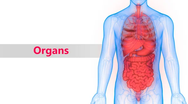 3d illustration of digestive system, human organs anatomy banner