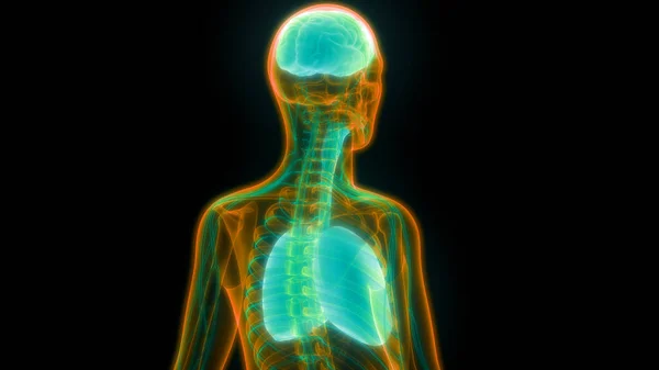 Ilustración Los Órganos Del Cuerpo Humano Pulmones Anatomía Cerebral —  Fotos de Stock