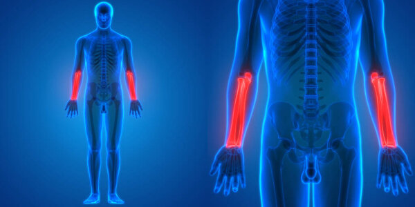 3D-иллюстрация костного сустава скелета человека