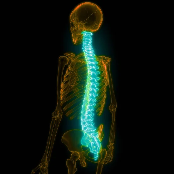 Illustration Human Spinal Cord — Stock Photo, Image