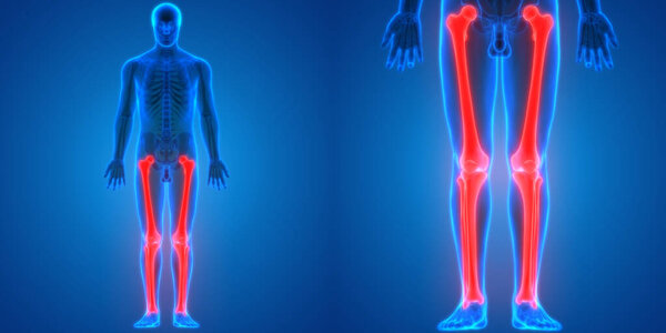 3D-иллюстрация костного сустава скелета человека