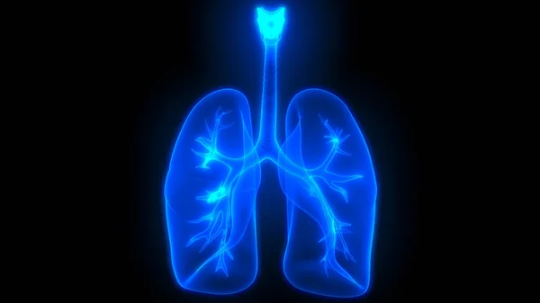 人間の体の臓器 肺の解剖学の イラストレーション — ストック写真