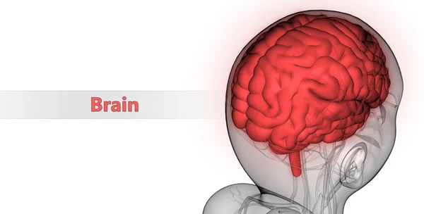 Центральный Орган Нервной Системы Человека Анатомия Мозга — стоковое фото