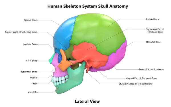 Ilustração Esqueleto Humano Sistema Caveira Osso Articula Anatomia Vista Lateral — Fotografia de Stock