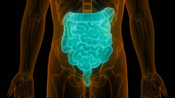 Illustrazione Intestino Grande Piccolo — Foto Stock