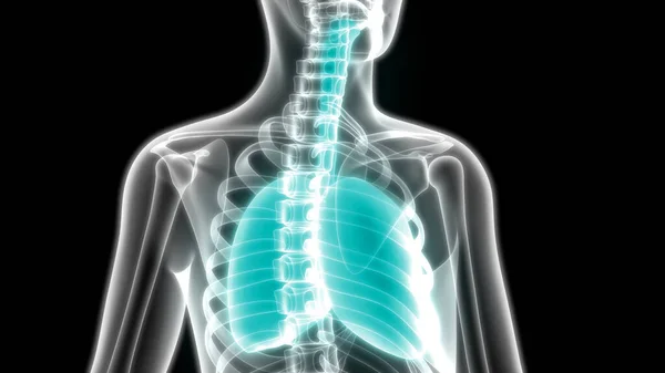 Illüstrasyon Insan Vücudunun Organları Akciğerler Anatomi — Stok fotoğraf