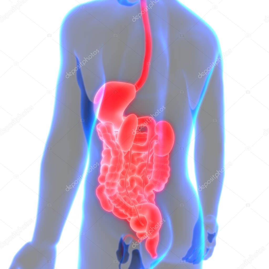 3D Illustration of Human Internal Organs Digestive System Anatomy 