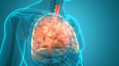 İnsan Vücut Organları (Ciğerleri) 3D
