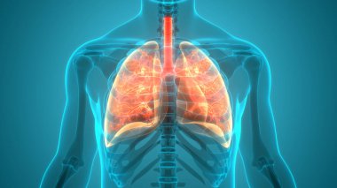 İnsan Vücut Organları (Ciğerleri) 3D