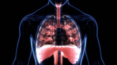 Alveoli Anatomisi ile İnsan Solunum Sistemi Ciğerleri. Üç Boyut