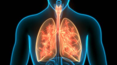 Alveoli Anatomisi ile İnsan Solunum Sistemi Ciğerleri. Üç Boyut
