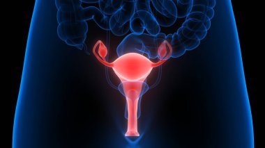 Sinir sistemi ve idrar kesesi anatomisi olan kadın üreme sistemi. Üç Boyut