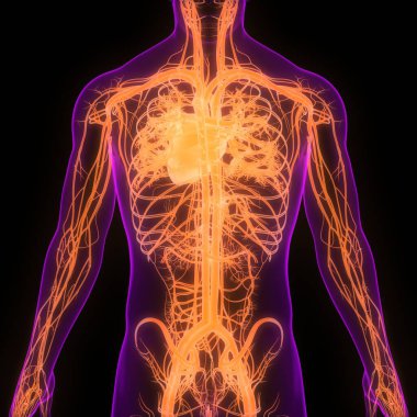 İnsan Dolaşım Sistemi Kalp Anatomisi. Üç Boyut