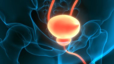 İnsan idrar torbası anatomisi. Üç Boyut