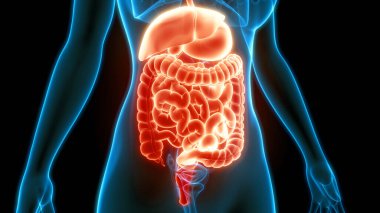 İnce bağırsak anatomisi olan insan sindirim sistemi midesi. Üç Boyut