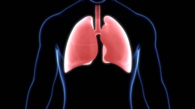 Alveoli Anatomisi ile İnsan Solunum Sistemi Ciğerleri. Üç Boyut