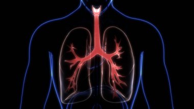 Alveoli Anatomisi ile İnsan Solunum Sistemi Ciğerleri. Üç Boyut