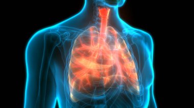 Alveoli Anatomisi ile İnsan Solunum Sistemi Ciğerleri. Üç Boyut