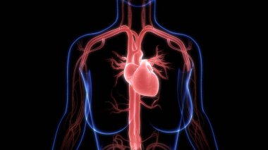 İnsan Dolaşım Sistemi Kalp Anatomisi. Üç Boyut