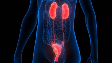 Sinir sistemi ve idrar kesesi anatomisi olan kadın üreme sistemi. Üç Boyut