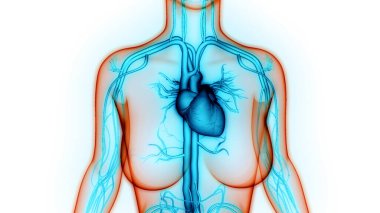 İnsan Dolaşım Sistemi Kalp Anatomisi. Üç Boyut
