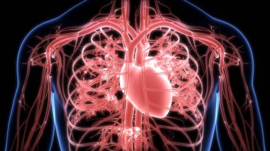 İnsan Dolaşım Sistemi Kalp Anatomisi. Üç Boyut