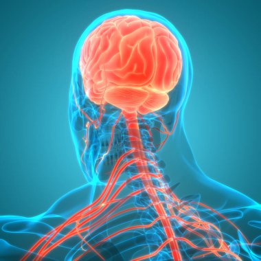 İnsan Beyni Anatomisi 3D