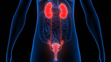 Sinir sistemi ve idrar kesesi anatomisi olan kadın üreme sistemi. Üç Boyut