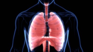 Alveoli Anatomisi ile İnsan Solunum Sistemi Ciğerleri. Üç Boyut