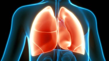 Alveoli Anatomisi ile İnsan Solunum Sistemi Ciğerleri. Üç Boyut